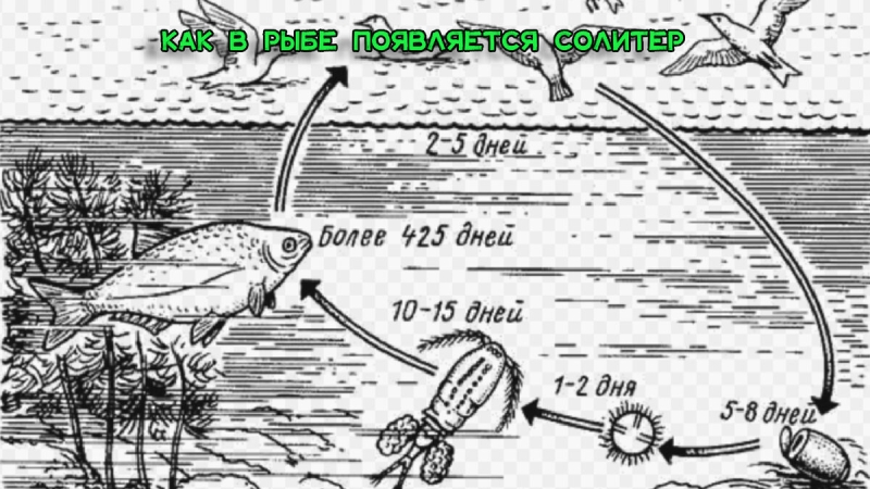 Солитерная рыба — что будет, если ее съесть